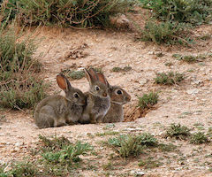 Agricultura ya ha dado 145 permisos de caza para controlar plaga de conejos en Castilla-La Mancha